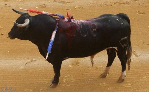 Spaniens Stiere - Doping für die Show?